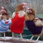 Chickens Wearing Sweaters 1