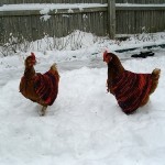 Chickens Wearing Sweaters 2