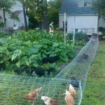 DIY-Chicken-Tunnel-2