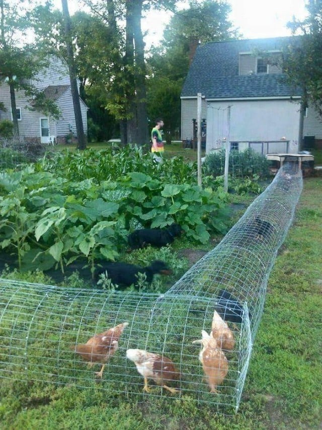 How to Build a DIY Backyard Chicken Tunnel