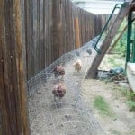 DIY-Chicken-Tunnel-3