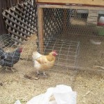 DIY-Chicken-Tunnel-4