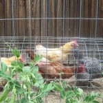 DIY-Chicken-Tunnel-5