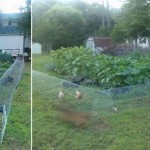 DIY-Chicken-Tunnel-696×333