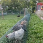 DIY-Chicken-Tunnel-7