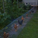 DIY-Chicken-Tunnel-9