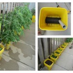 DIY Self-Watering Container Garden f