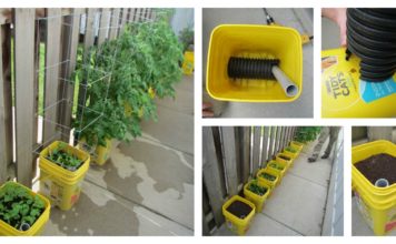 DIY Self-Watering Container Garden