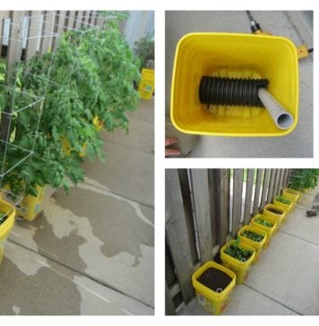 DIY Self-Watering Container Garden