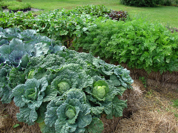 DIY Straw Bale Gardening-An Easy Way To Grow Plant