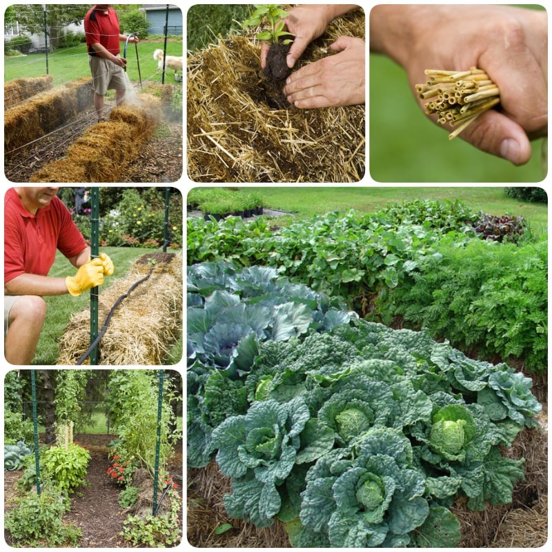 DIY Straw Bale Gardening-An Easy Way To Grow Plant