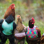 How To Knit Chicken Sweaters 1