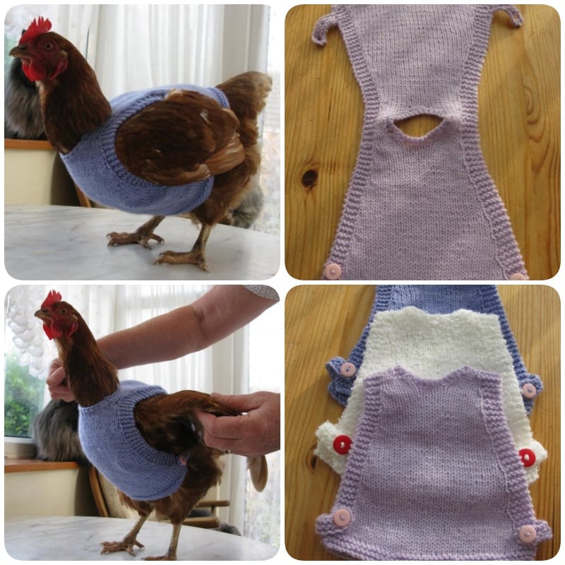 How To Knit Chicken Sweaters