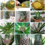 How to Regrow Pineapple top indoor tutorial