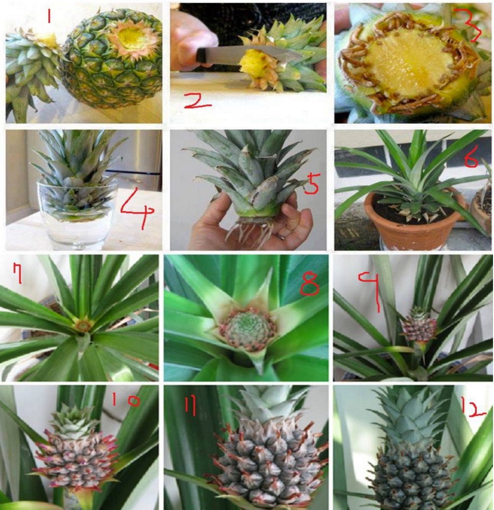 How to Regrow Pineapple in a Plant Pot tutorial