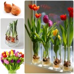 How to grow tulip bulbs in a vase