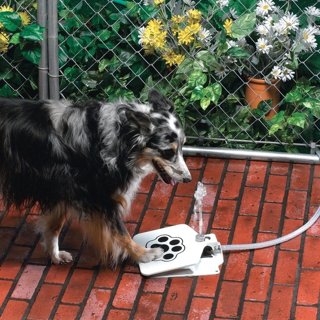 Dog Pet Water Fountain