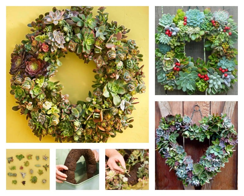 How to Make a Living Succulent Wreath #Succulent #Wreath