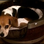 Adorable DIY Pet Bed Ideas-DIY Wine Barrel Dog Bed