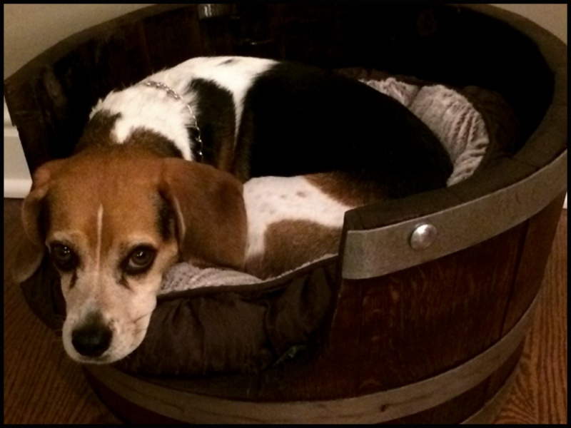 20+ Adorable DIY Pet Bed Ideas-DIY Wine Barrel Dog Bed