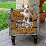 Adorable DIY Pet Bed Ideas-Pet beds from upcycled crates