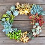 DIY Simple and Stunning Living Succulent Wreath