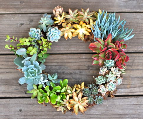 How to Make a Living Succulent Wreath #Succulent #Wreath