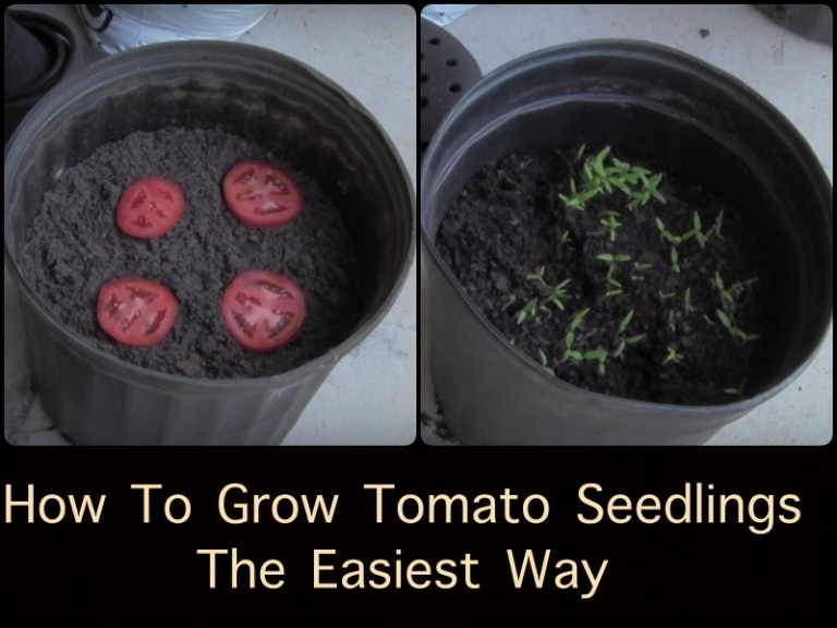 lowest temp for tomato seedlings