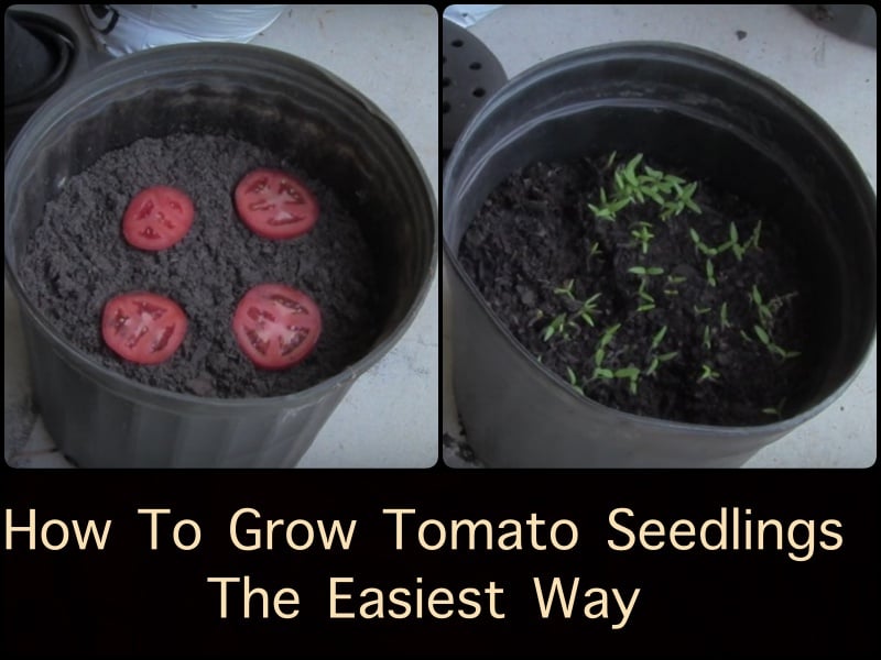 How To Grow Tomato Seedlings The Easiest Way
