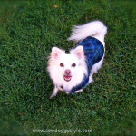 DIY Pet coat pattern