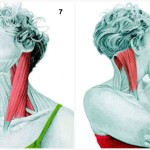 34 Pictures To See Which Muscle You Are Stretching