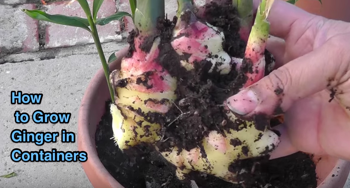 How to Grow Ginger in Containers