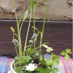 1 Indoor Teacup Water Garden