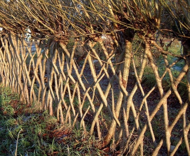 20-Beautiful-Examples-Of-Living-Willow-Fences-4