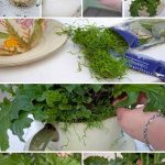 Build Your Own Tea-Cup Garden