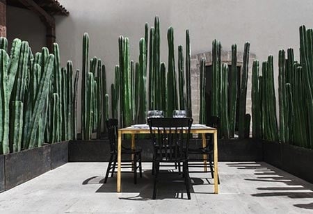 Cactus-as-Glamorous-Privacy-Fencing