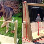 DIY Spin-out Dog Treat Game with Plastic Bottle