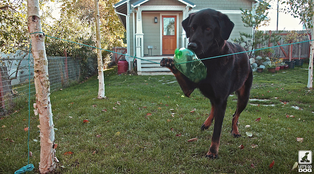  DIY Spin-out Dog Treat Game with Plastic Bottle for Travel