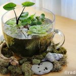 Indoor Teacup Water Garden