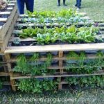 DIY Pallet vertical gardens bed