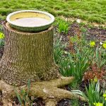 Tree Stump Bird Bath