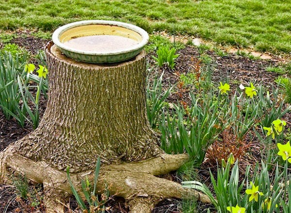 bird bath made from tree stump