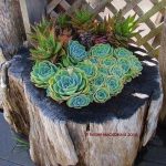 Tree Stump Planter