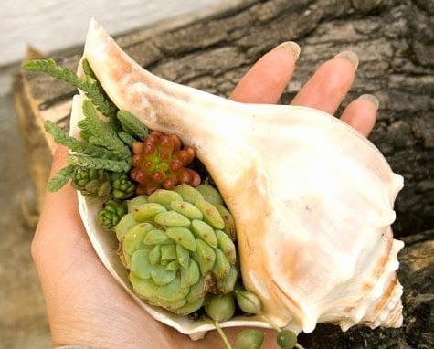 Sea shell Succulent Design Idea