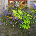 Colorful  flowers window box