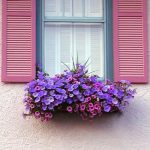 Matched Window Shade and Window Flower Box