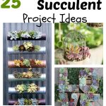 25 Indoor Succulent DIY Project Ideas