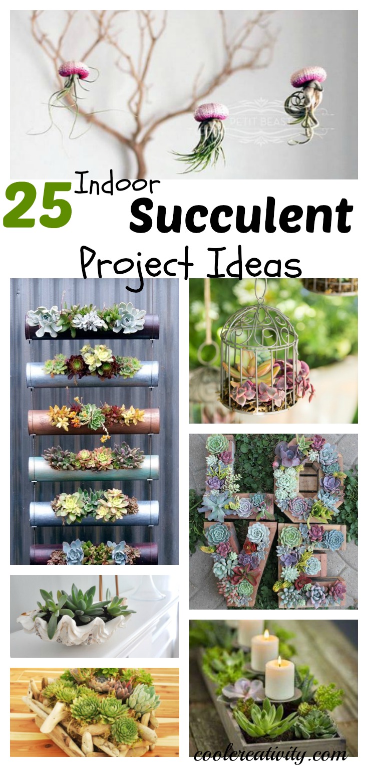 25 Indoor Succulent DIY Project Ideas