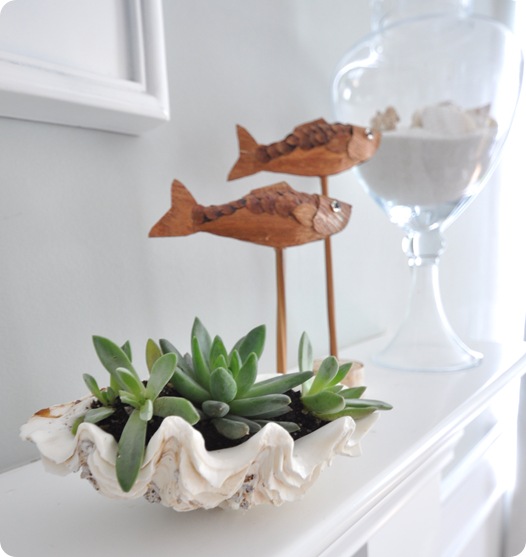 Clam shell Succulent Design Idea