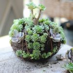 35-indoor-and-outdoor-succulent-garden-ideas-4